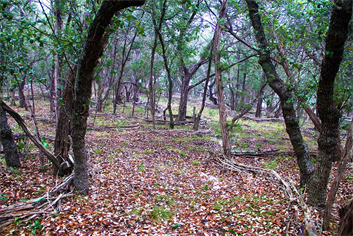 Garden Designer in Austin Texas
