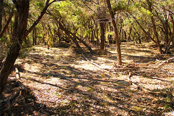 Master Garden Designer in Austin Texas TX. Landscaping Landscape Services.